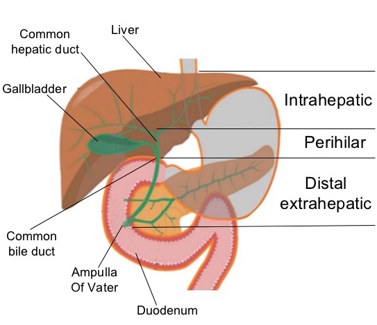 Ampula Of Vater